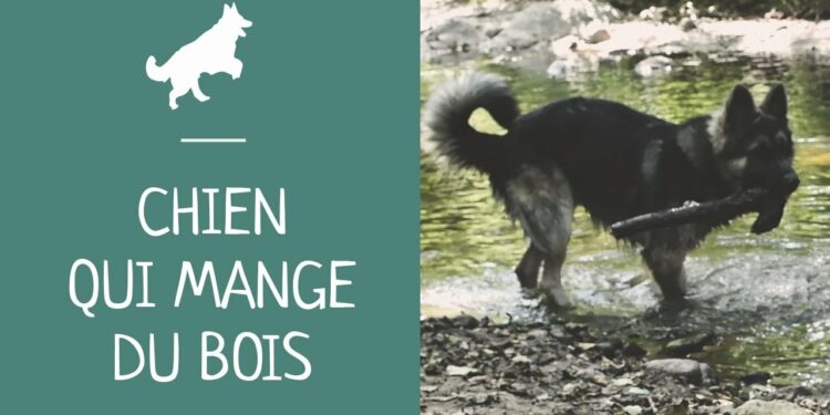 Est-ce grave si mon chien mange du bois ?