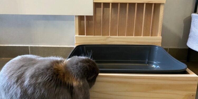 Est-ce grave si mon lapin mange sa litière ?