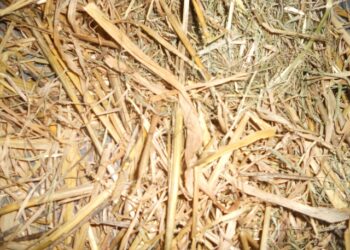 Est-ce grave si mon lapin mange sa litière ?