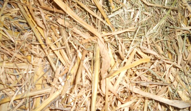 Est-ce grave si mon lapin mange sa litière ?