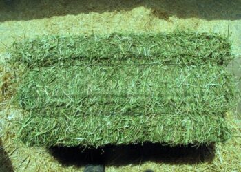 Est-ce grave si un lapin mange de la paille ?