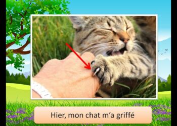 Est-ce grave une griffure de chat ?