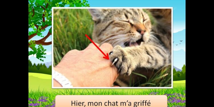 Est-ce grave une griffure de chat ?