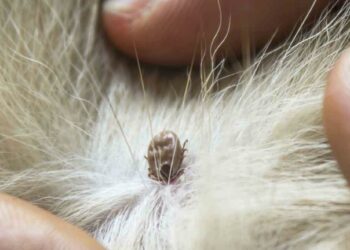 Est-ce grave une tique sur un chien ?