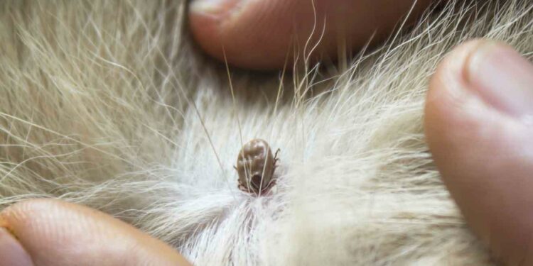 Est-ce grave une tique sur un chien ?