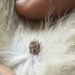 Est-ce grave une tique sur un chien ?
