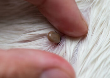 Est-ce grave une tique sur un chien ?