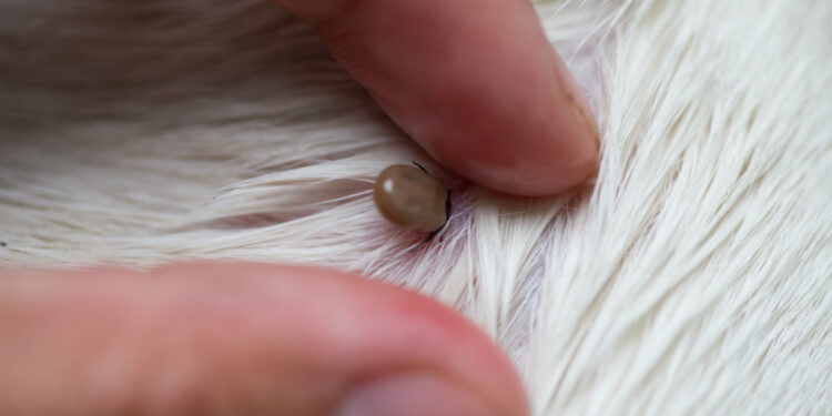 Est-ce grave une tique sur un chien ?