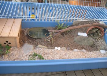 Est-ce interdit d'avoir des tortues ?