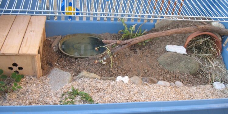 Est-ce interdit d'avoir des tortues ?