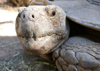 Est-ce interdit d'avoir une tortue ?
