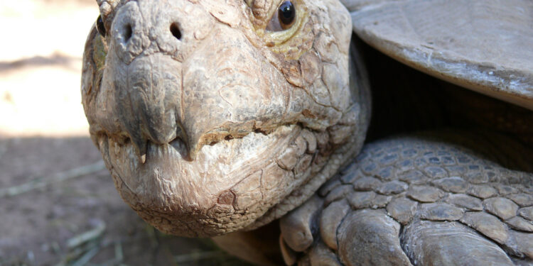 Est-ce interdit d'avoir une tortue ?