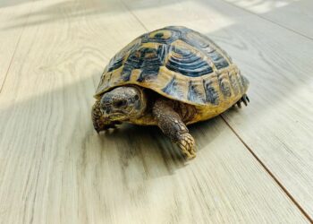 Est-ce légal d'avoir des tortues ?