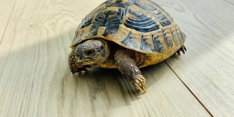 Est-ce légal d'avoir des tortues ?