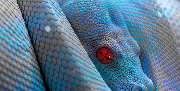 Est-ce légal d'avoir un python ?