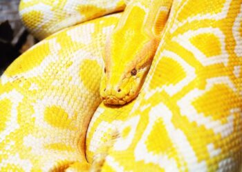 Est-ce légal d'avoir un python ?
