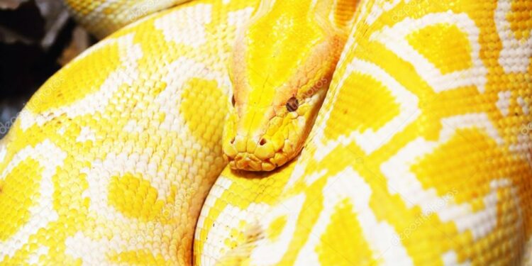 Est-ce légal d'avoir un python ?