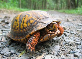 Est-ce légal d'avoir une tortue ?