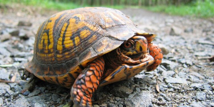 Est-ce légal d'avoir une tortue ?