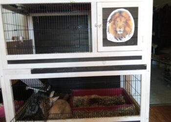 Est-ce mieux d'avoir 2 lapins ?