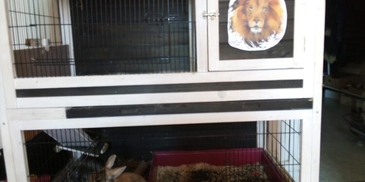 Est-ce mieux d'avoir 2 lapins ?