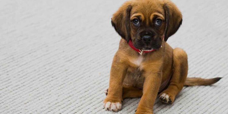 Est-ce normal que mon chiot ne mange pas beaucoup ?