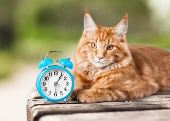 Est-ce que 14 ans c'est vieux pour un chat ?