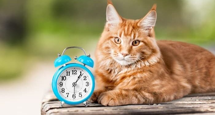 Est-ce que 14 ans c'est vieux pour un chat ?