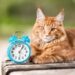 Est-ce que 14 ans c'est vieux pour un chat ?