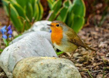 Est-ce que BirdNet est gratuit ?