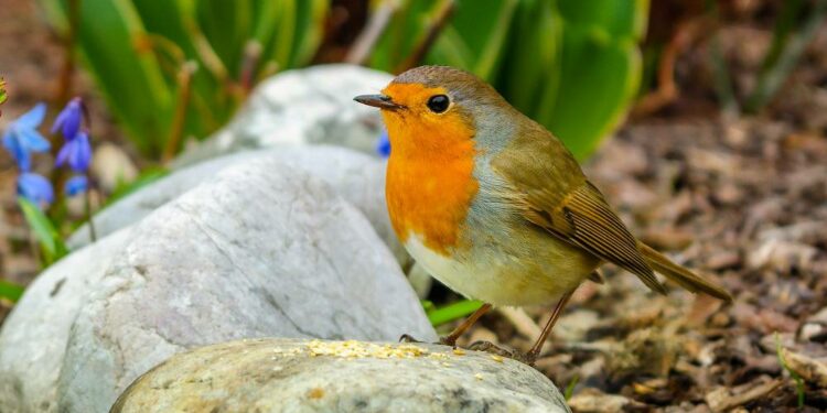Est-ce que BirdNet est gratuit ?