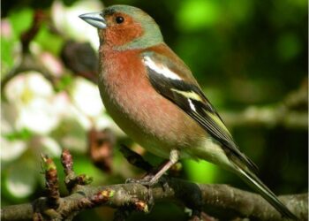 Est-ce que Birdnet est gratuit ?