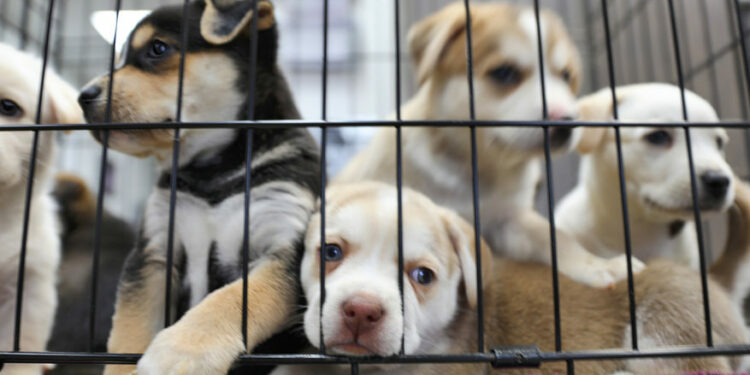 Est-ce que Truffaut vend des animaux ?