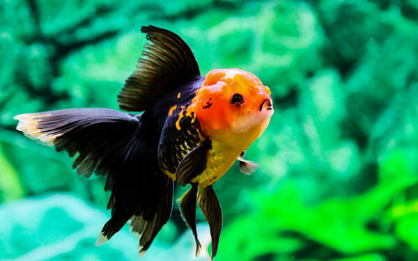 Est-ce que ça dort un poisson ?