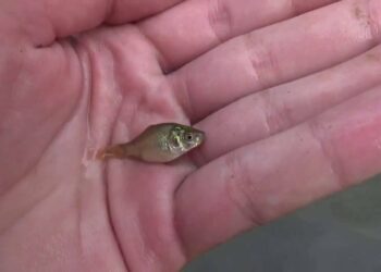 Est-ce que ça dort un poisson rouge ?