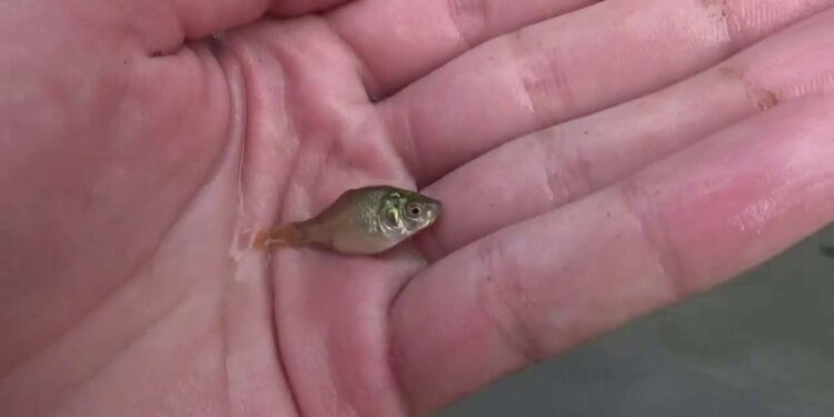 Est-ce que ça dort un poisson rouge ?