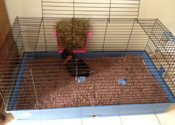 Est-ce que ça pue un cochon d'Inde ?