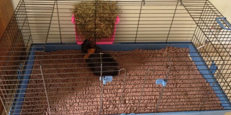 Est-ce que ça pue un cochon d'Inde ?