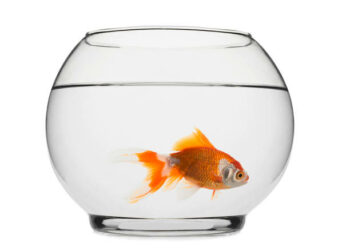 Est-ce que ça souffre un poisson rouge ?