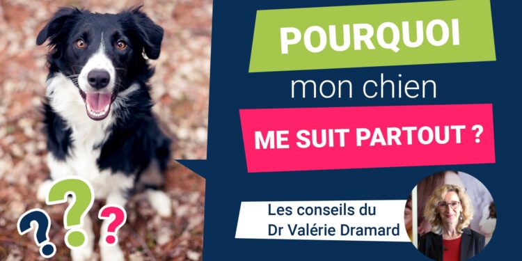Est-ce que c'est bien de dormir avec son chien ?