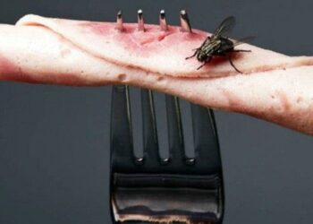 Est-ce que c'est dangereux d'avaler une mouche ?