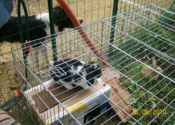 Est-ce que c'est dur de s'occuper d'un lapin ?