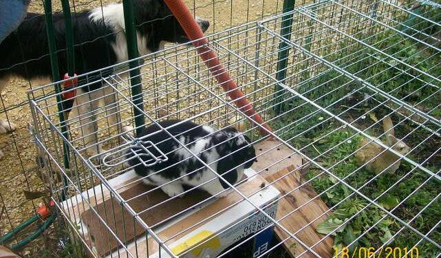 Est-ce que c'est dur de s'occuper d'un lapin ?