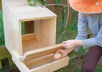 Est-ce que chaque poule doit avoir son pondoir ?