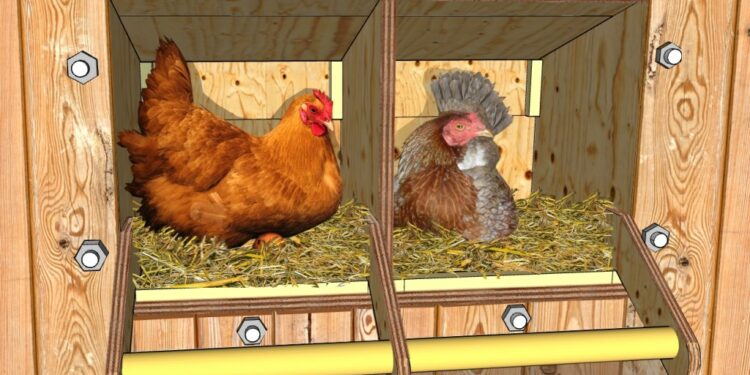 Est-ce que chaque poule doit avoir son pondoir ?