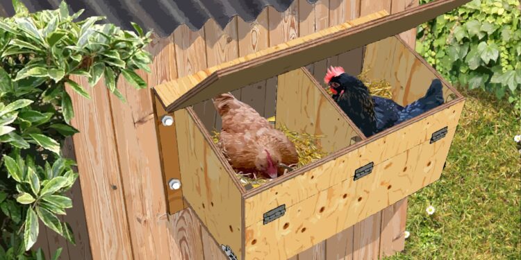 Est-ce que chaque poule doit avoir son pondoir ?