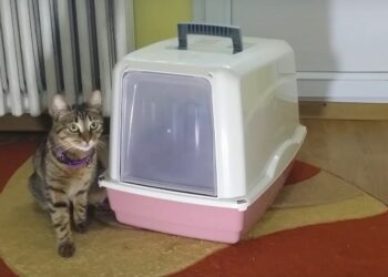 Est-ce que des chats peuvent partager la même litière ?