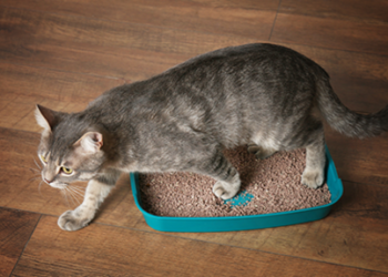 Est-ce que des chats peuvent partager la même litière ?