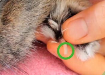 Est-ce que je dois couper les ongles de mon lapin ?