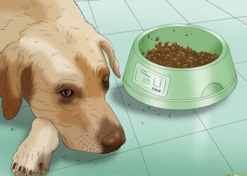 Est-ce que je peu donner un Doliprane à mon chien ?